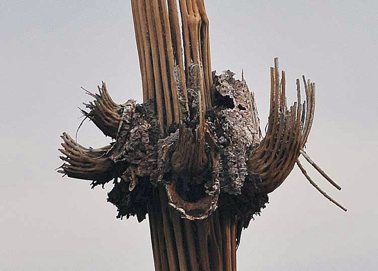 saguaro skeleton